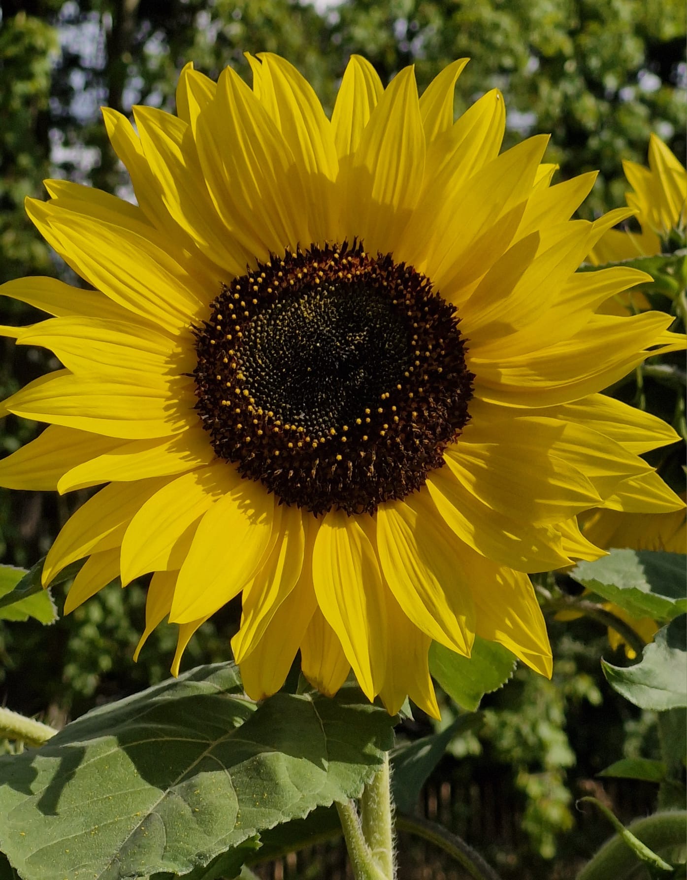 543ce20a 165c 42fa bc1c 1fa29ced9bf4%202.JPG