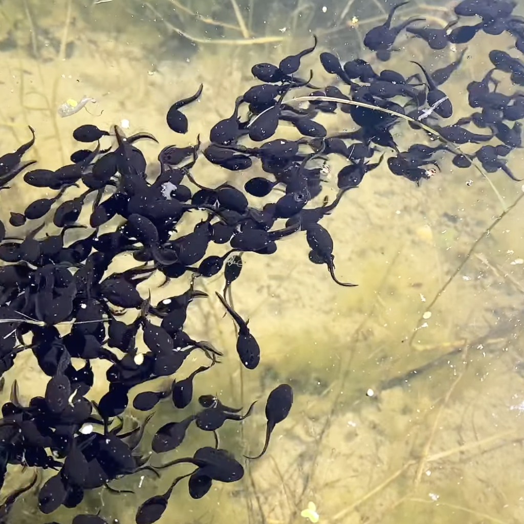 Scherm­afbeelding%202025 06 01%20om%2015.16.47