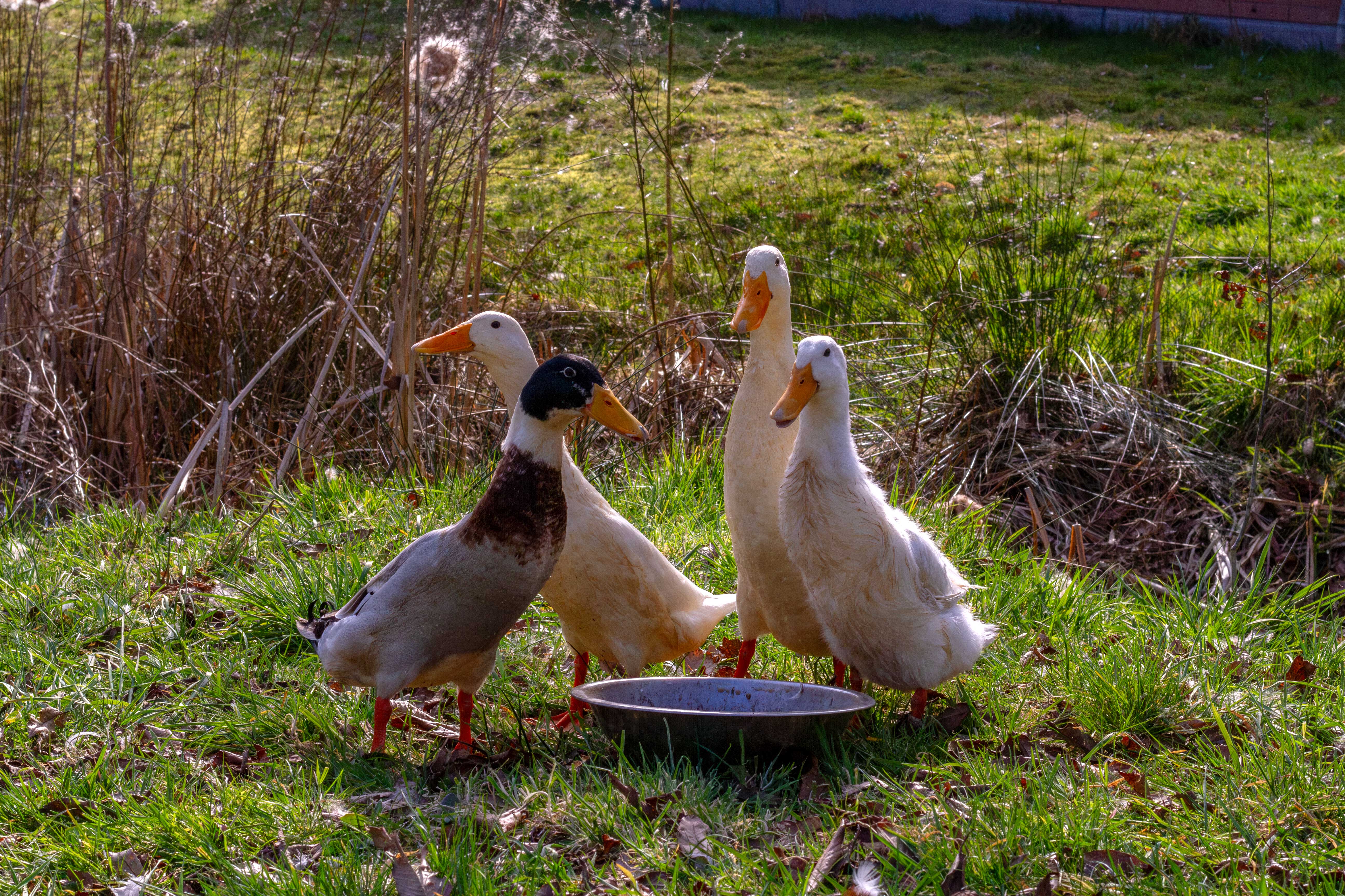 _MG_4624 Verbeterd NR