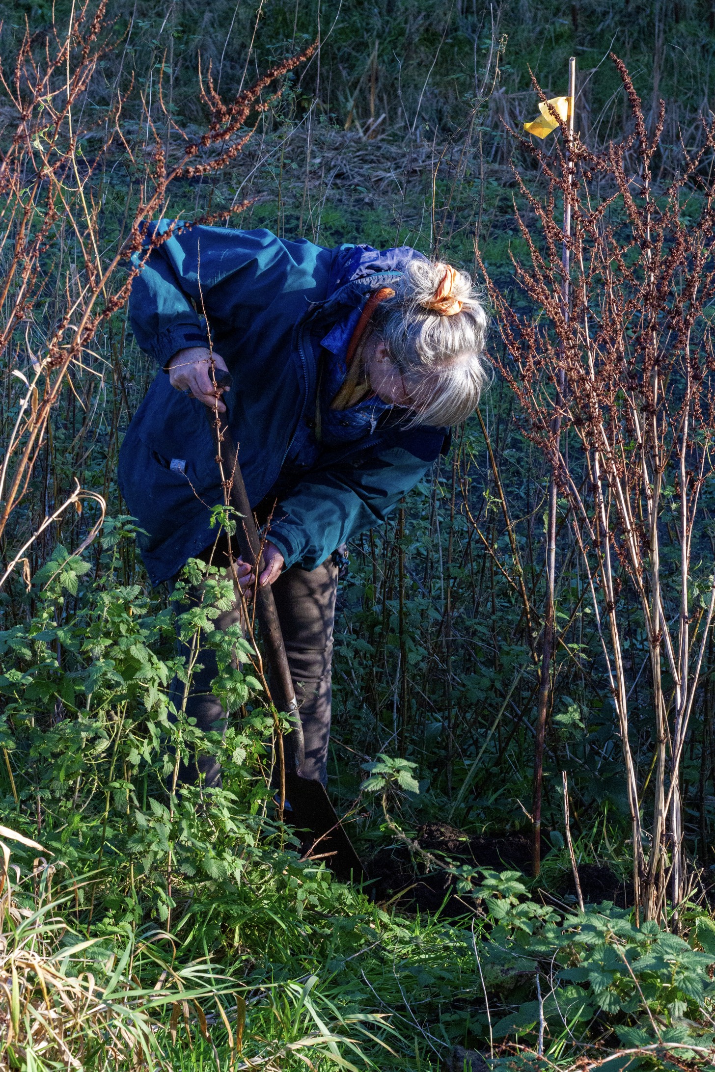 bomenplantenvoedselbos