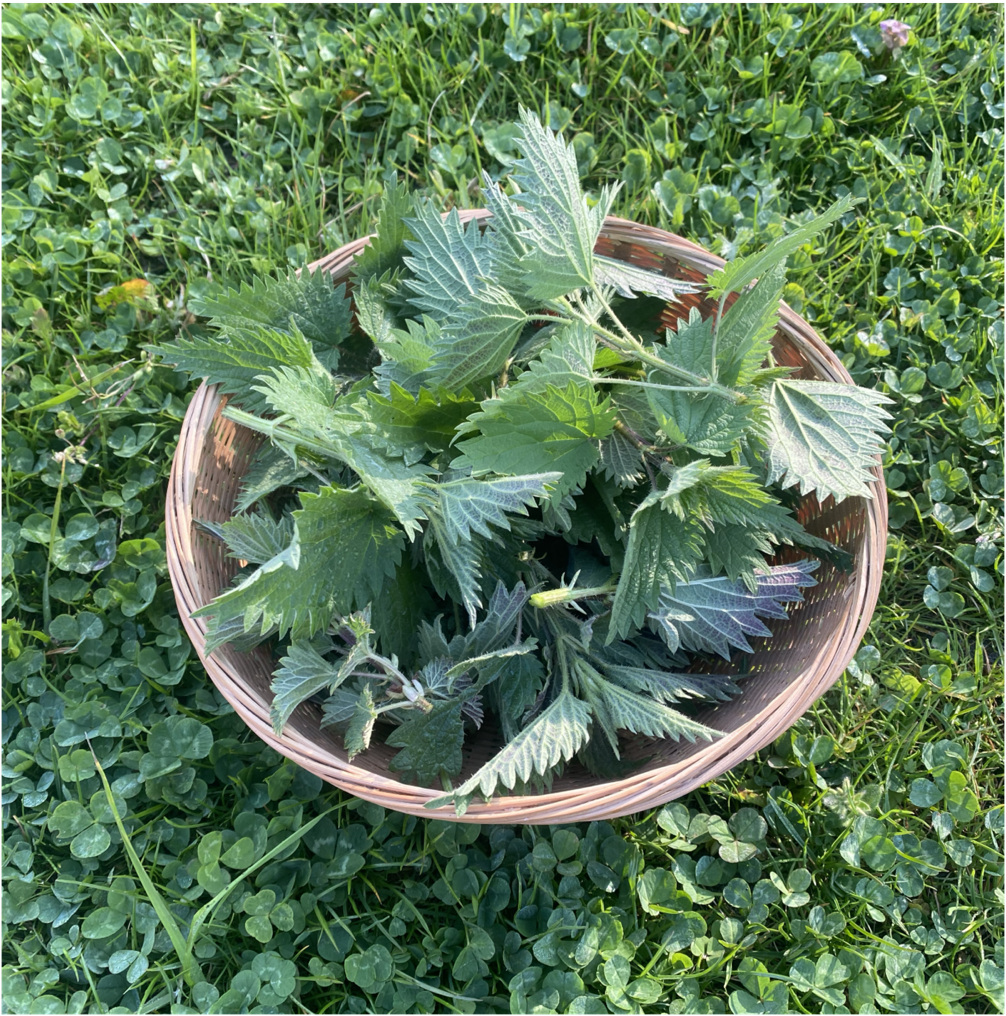 _MG_4624 Verbeterd NR