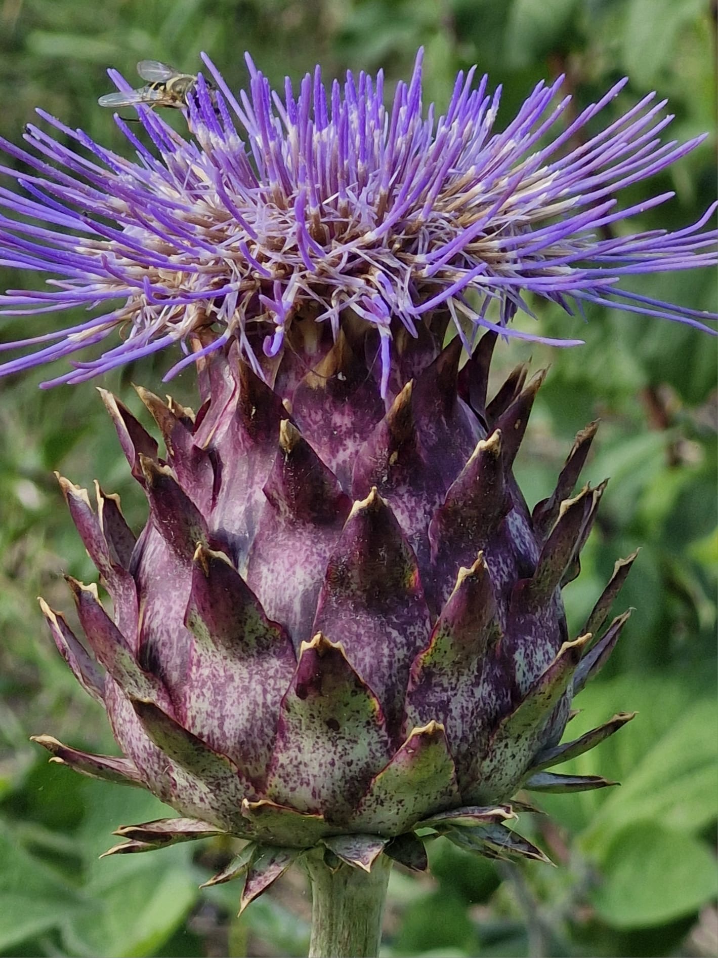 2b1390b1 9390 4ebd b856 ace1d1d06bdc%202.JPG